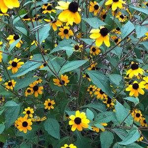 Meet your Posher, Hunter